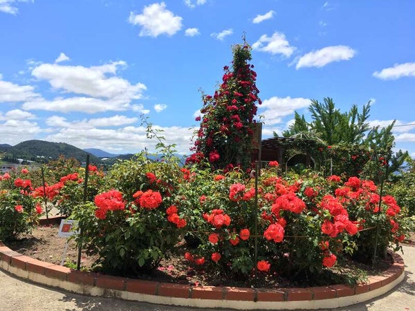 【本宮・二本松・福島発】 甘さにめろめろメロン&気分サクサクさくらんぼミステリー2026(日帰り)3